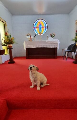 Benji the dog sits on the chancel steps of Good News Congregation Lismore