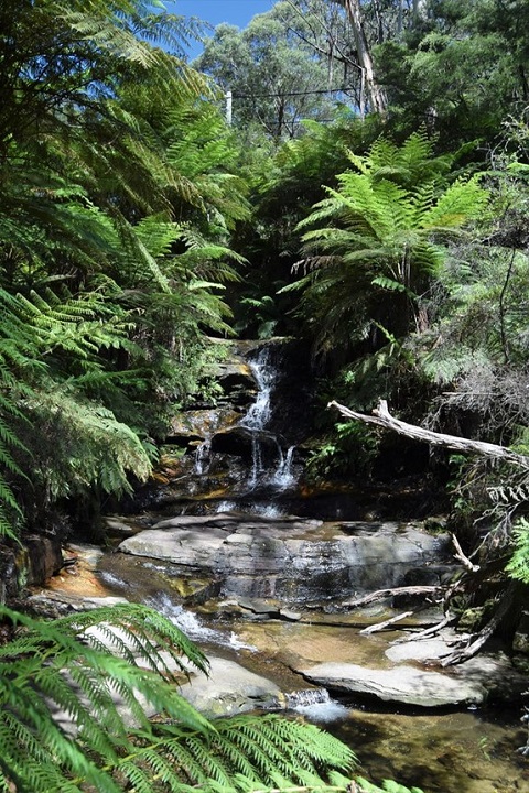 Image of a stream in a forest